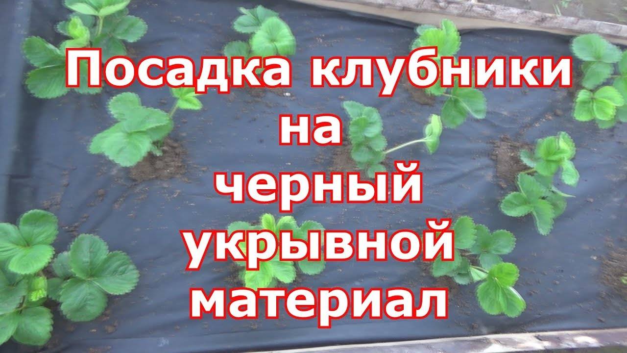 Правильная посадка клубники в агроволокно: как правильно садить весной и осенью, секреты выращивания ягод, видео
