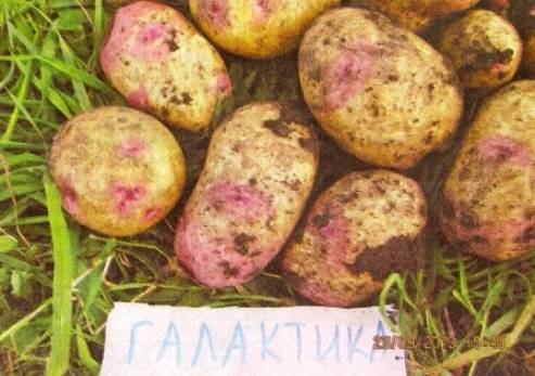 Картофель иван-да-марья: описание сорта, фото, отзывы