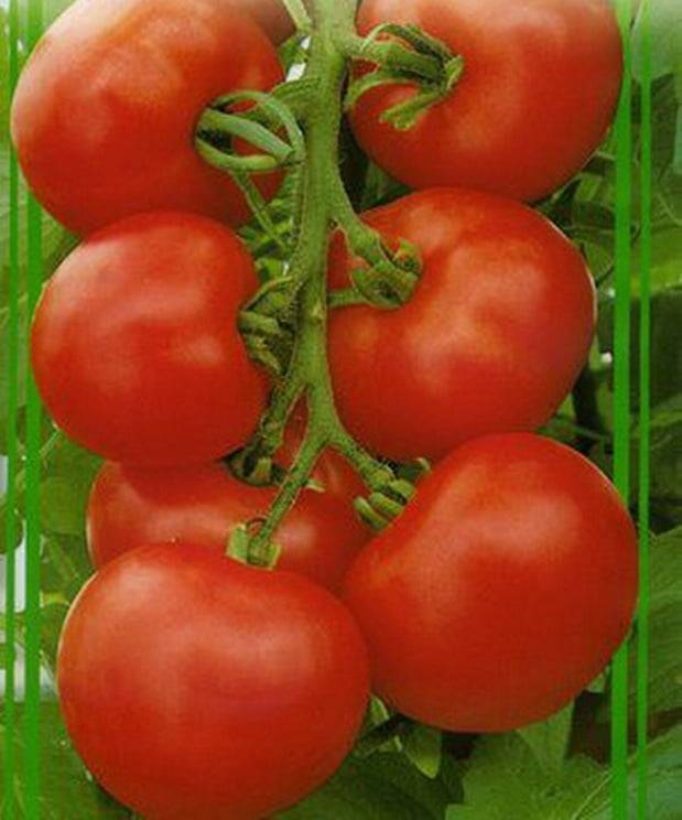 Лучшие сорта томатов для теплиц нижегородской области