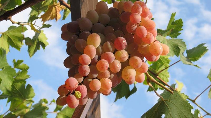 Виноград тайфи: описание и характеристики сорта, выращивание и размножение