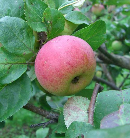 Особенности выращивания яблони литовской селекции ауксис