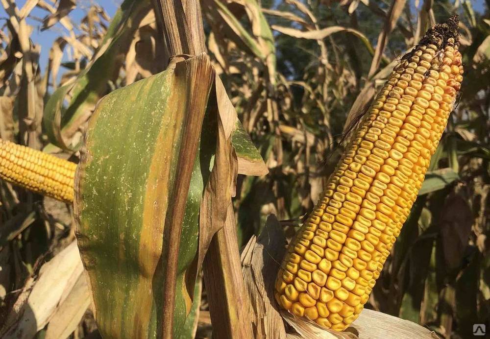 Сорта кукурузы – особенности, различия, полезные свойства