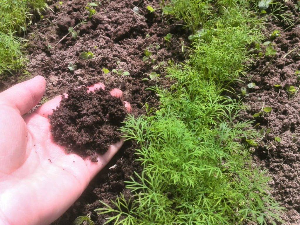 Выращивание укропа в теплице: как правильно посадить и вырастить, а также возможность получения урожая из парника зимой