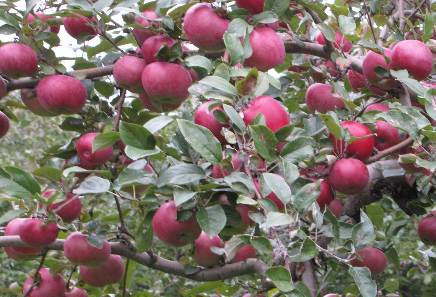 Описание карликового сорта яблони Приземленное, посадка и уход