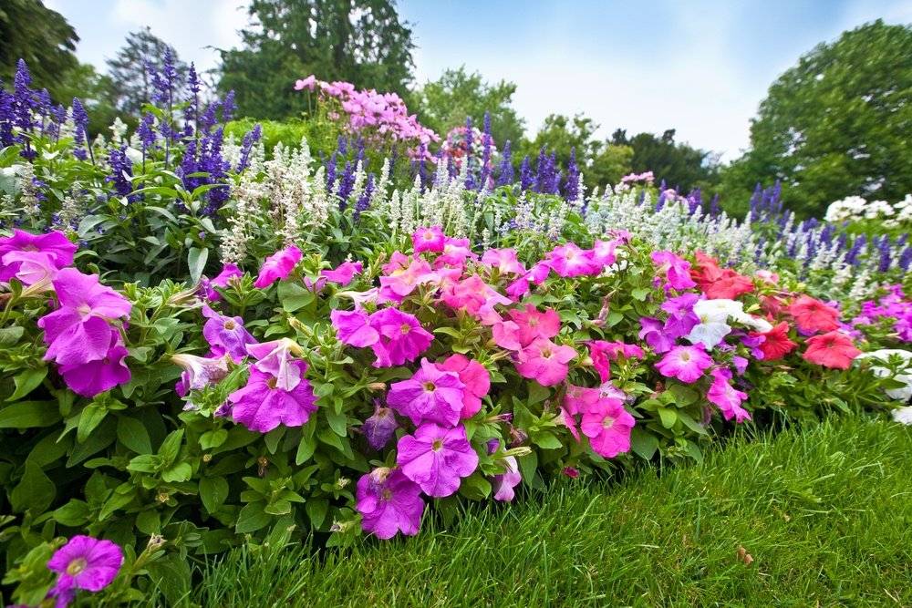 Самые неприхотливые цветы для сада: 105 фото и видео советы по выбору цветов