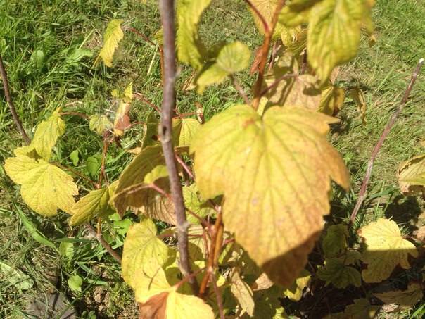 На смородине в июне пожелтели листья: как справиться с данной проблемой, чтобы не остаться без ягод