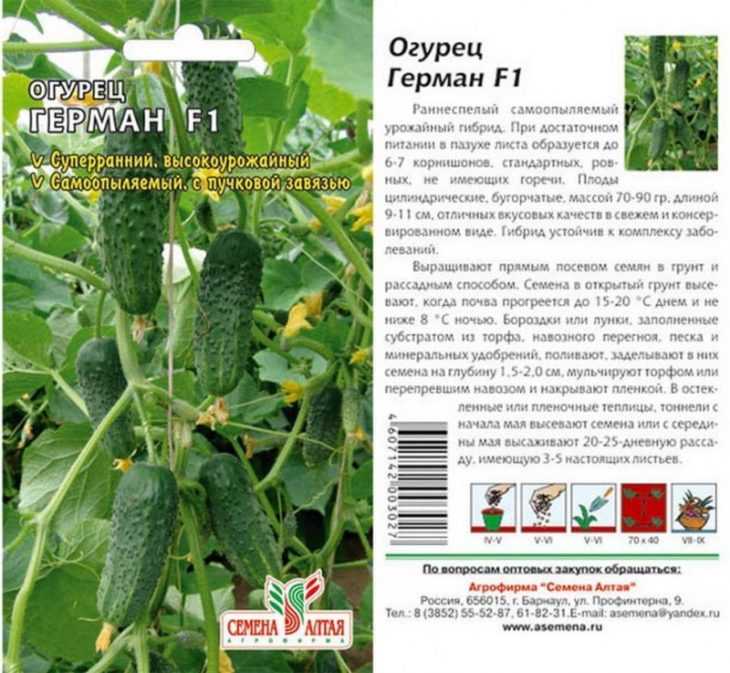 Герман огурцы f1: описание сорта, выращивание в открытом грунте, характеристика