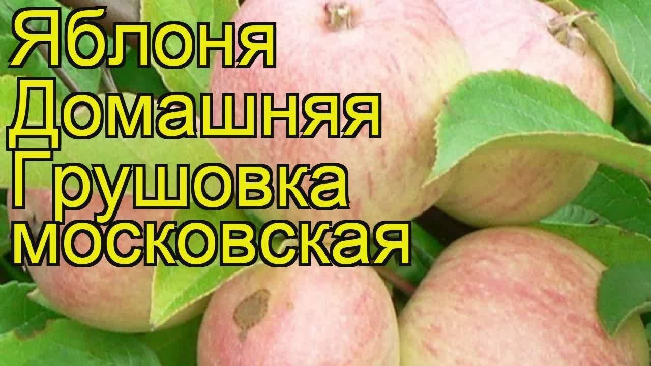 Яблоня грушовка московская: описание сорта, разновидности