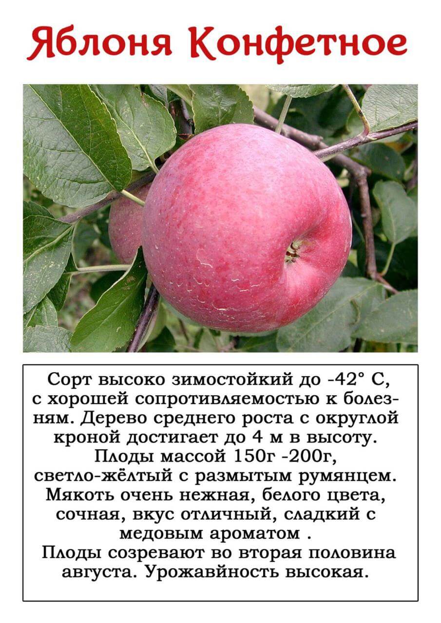 Описание и характеристики яблони сорта заветное, посадка, выращивание и уход