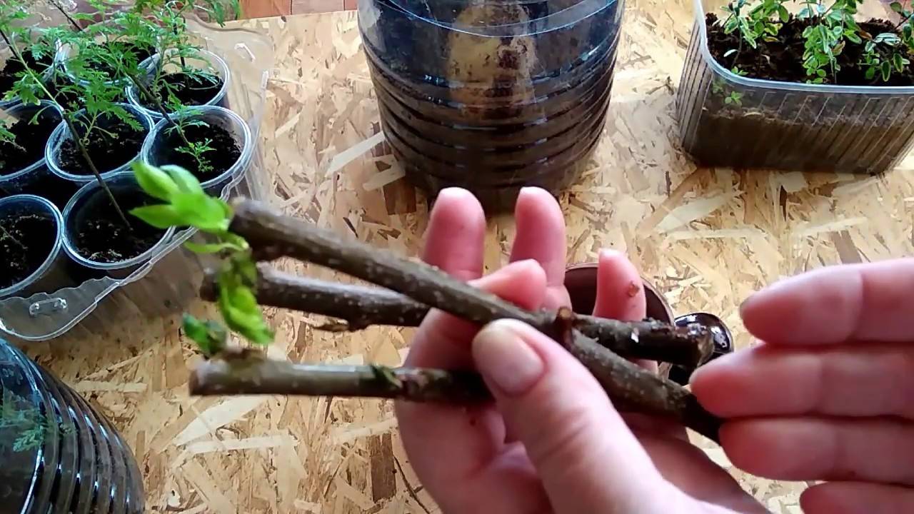 Как вырастить абрикосы – от посадки, до обрезки