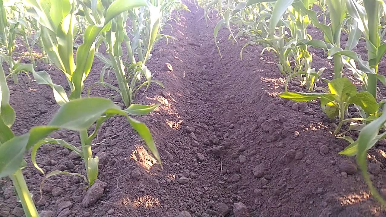 Кукуруза – выращивание из семян, посадка в открытый грунт и уход