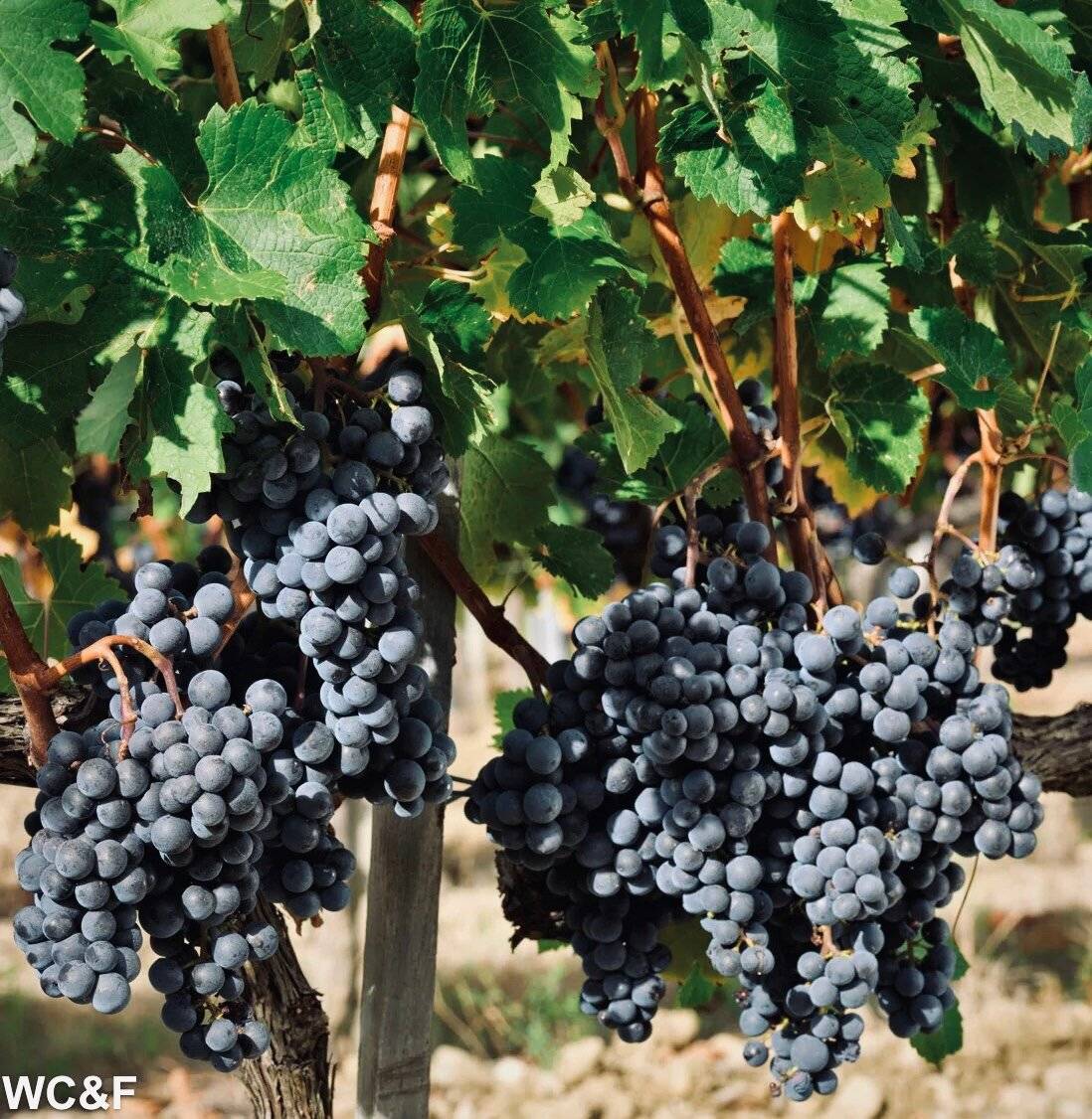 Темпранильо: знакомство с сортом винограда