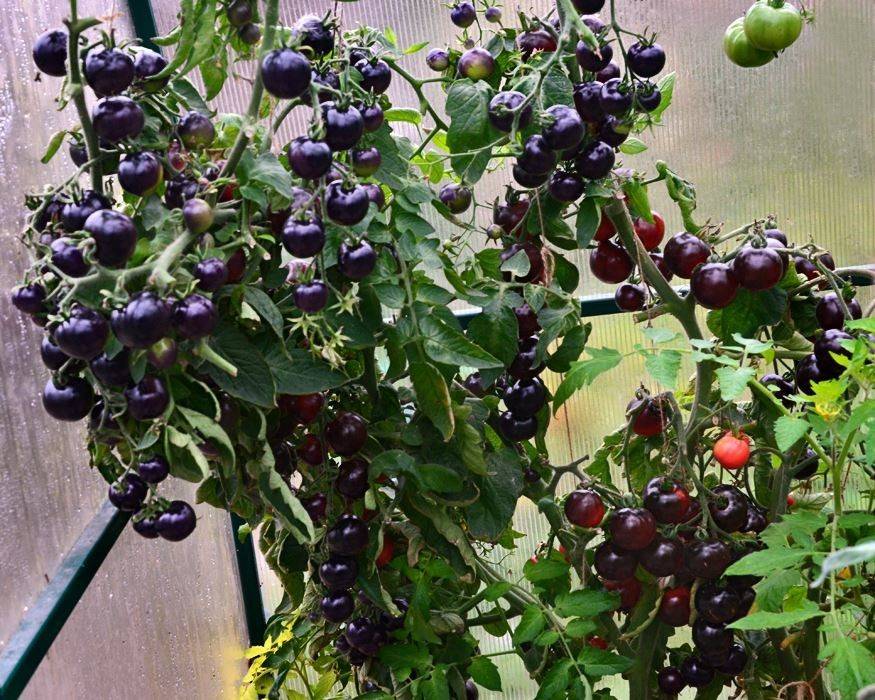Полезный и вкусный томат бурая гроздь f1 — описание сорта и особенности его выращивания