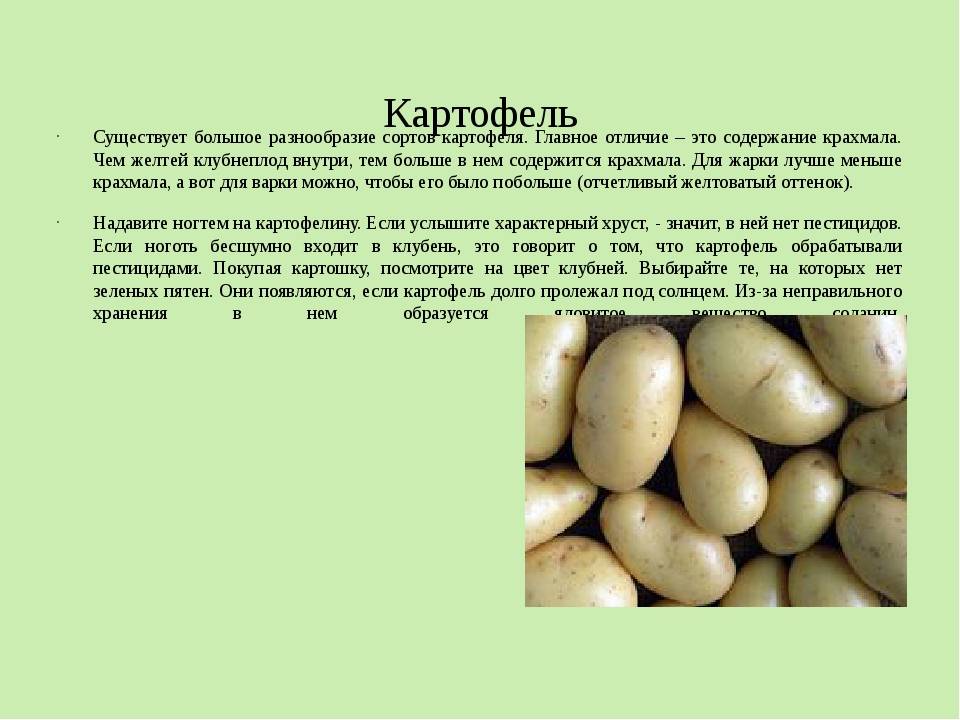 Сорта картофеля из белоруссии: описание, фото и преимущества лучших новых и уже известных видов картошки этой селекции, как разваристых, так и подходящих для жарки