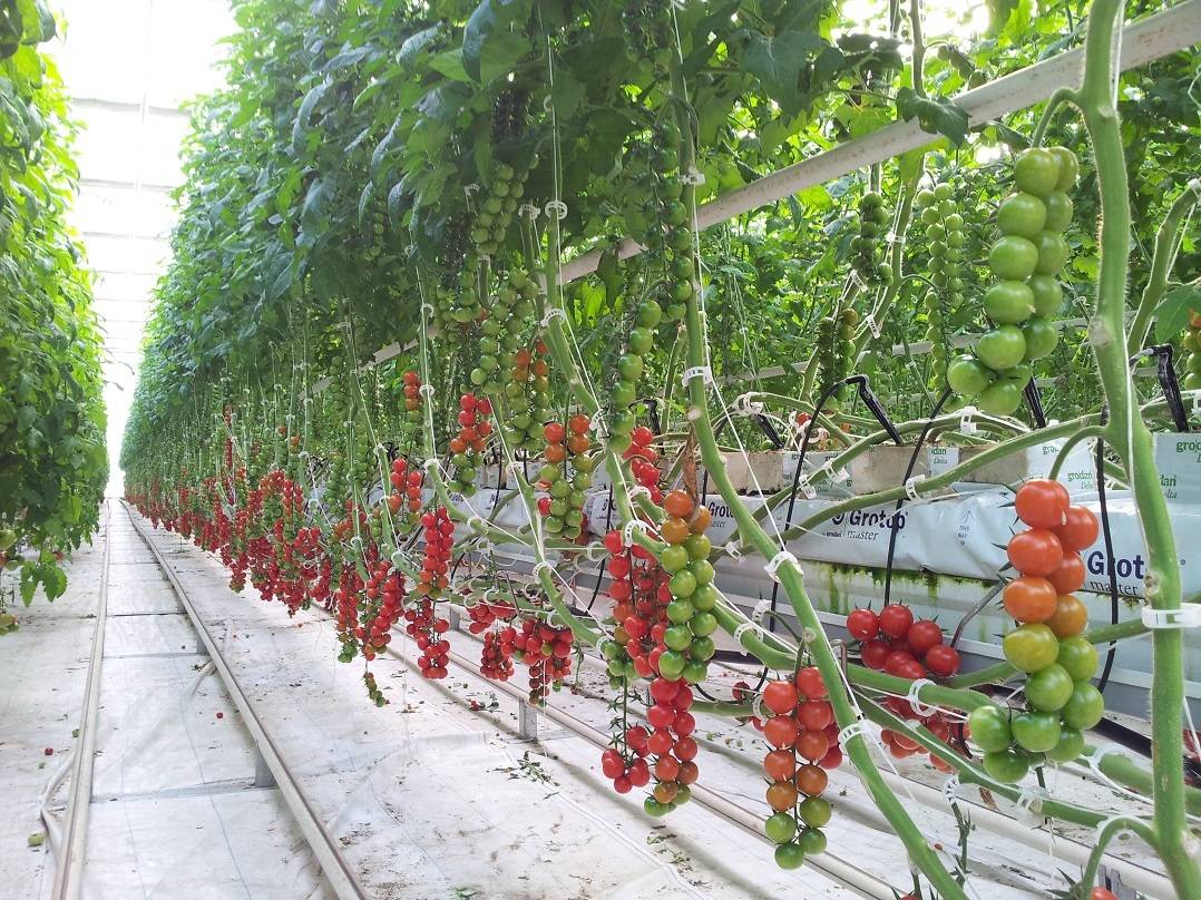 Сорта помидоров, наиболее приемлемые для выращивания в донецкой, харьковской и луганской области