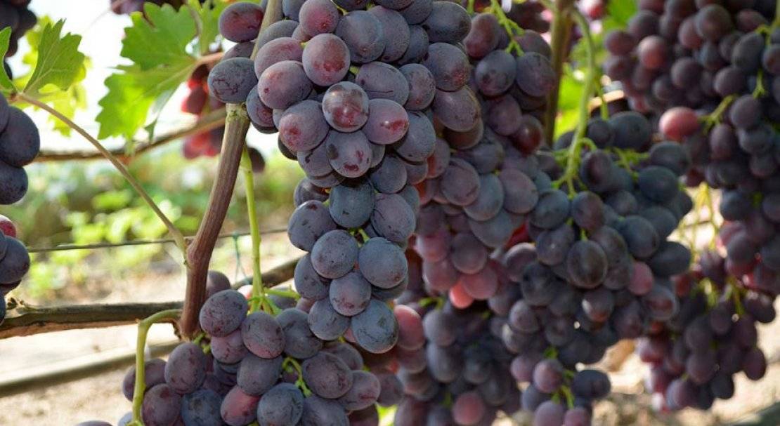Описание винограда сорта подарок несветая, посадка и уход
