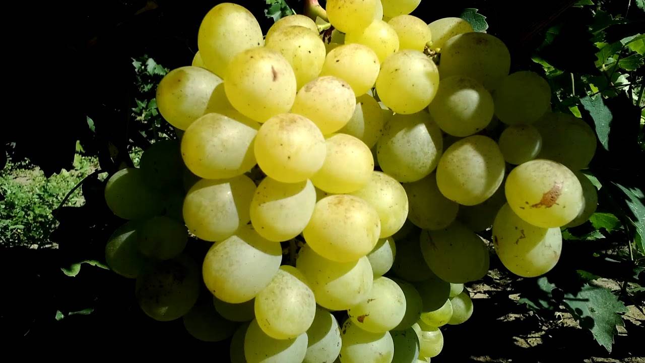 Виноград антоний великий - описание, характеристика и рекомендации по выращиванию сорта, советы по уходу, хранение