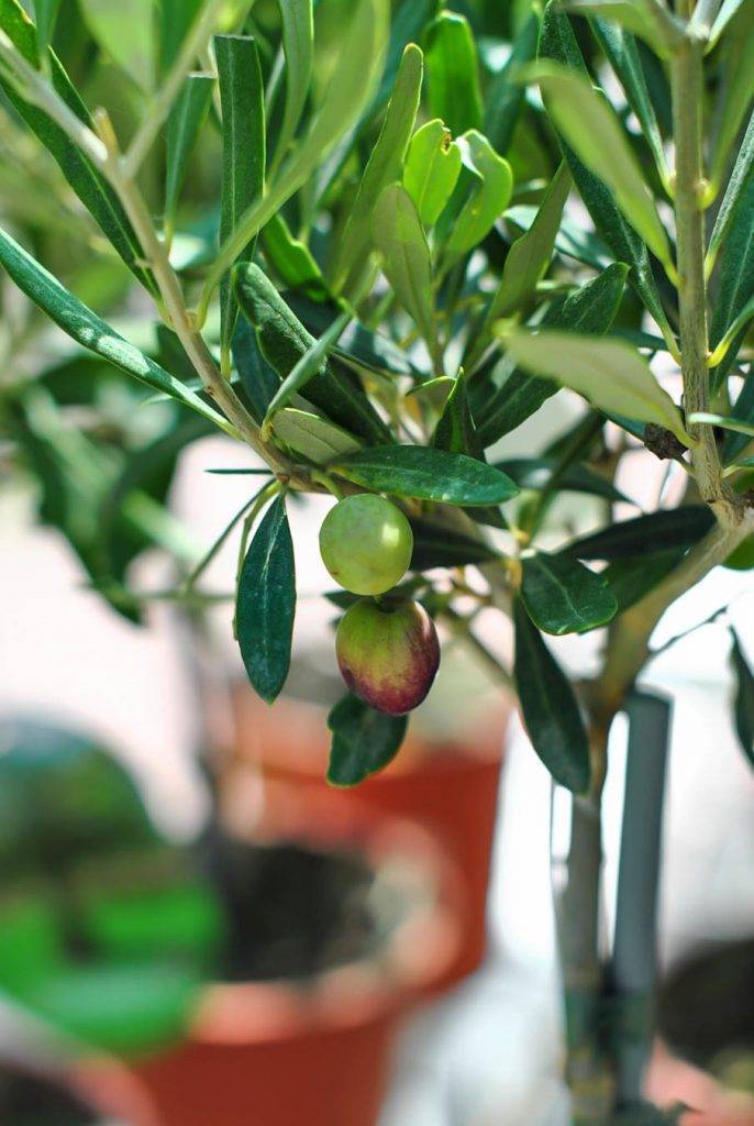 Как вырастить оливковое дерево из косточки в домашних условиях. как вырастить оливковое дерево в домашних условиях. | здоровое питание