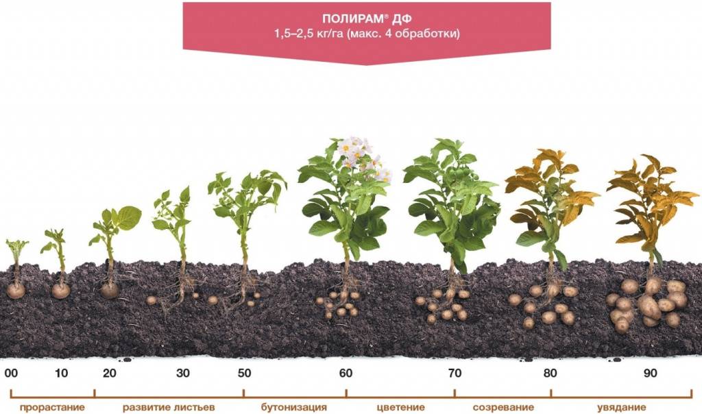 Сроки созревания картофеля: сколько растёт картофель от посадки до сбора урожая, особенности сбора урожая