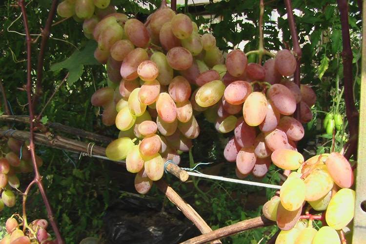 Особенности и агротехника сорта винограда юбилей новочеркасска