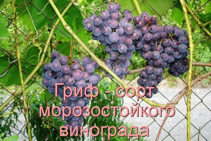 Описание и выращивание винограда сорта Красностоп Золотовский