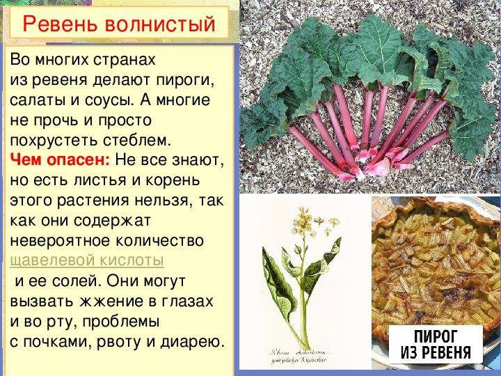 Растение ревень: полезные свойства и его применение, рецепты народной медицины