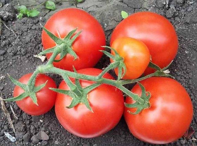 Самоопыляемые сорта томатов: преимущества, сорта, выращивание и уход