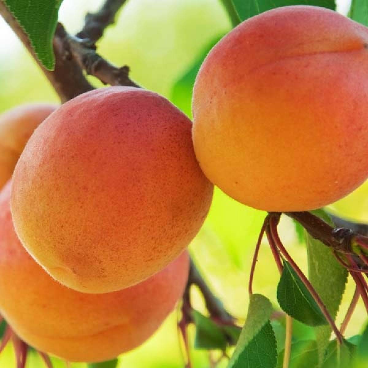 Сорта абрикосов