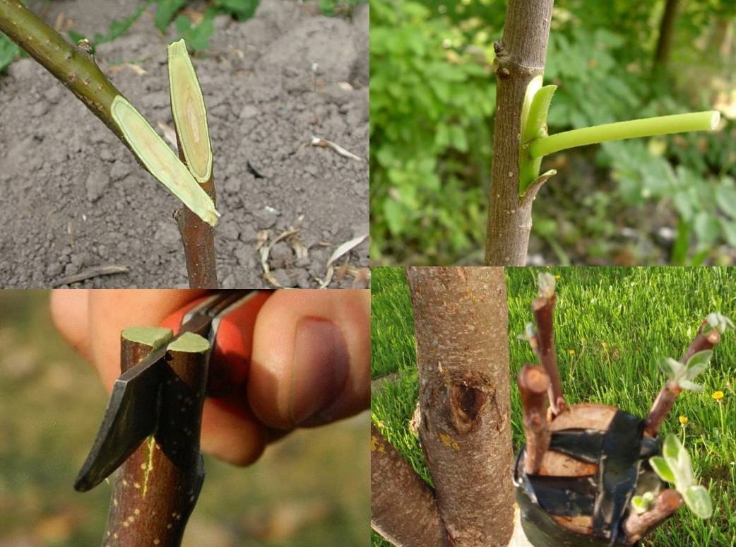 Когда и как прививать абрикос весной: сроки, способы и пошаговые инструкции