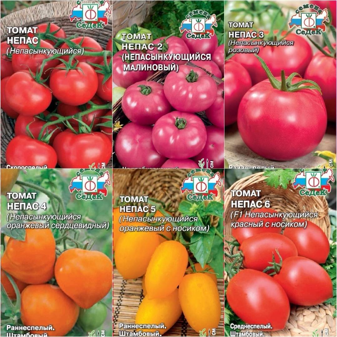 7 лучших гибридов томатов для теплиц, самые сладкие и вкусные сорта, отзывы