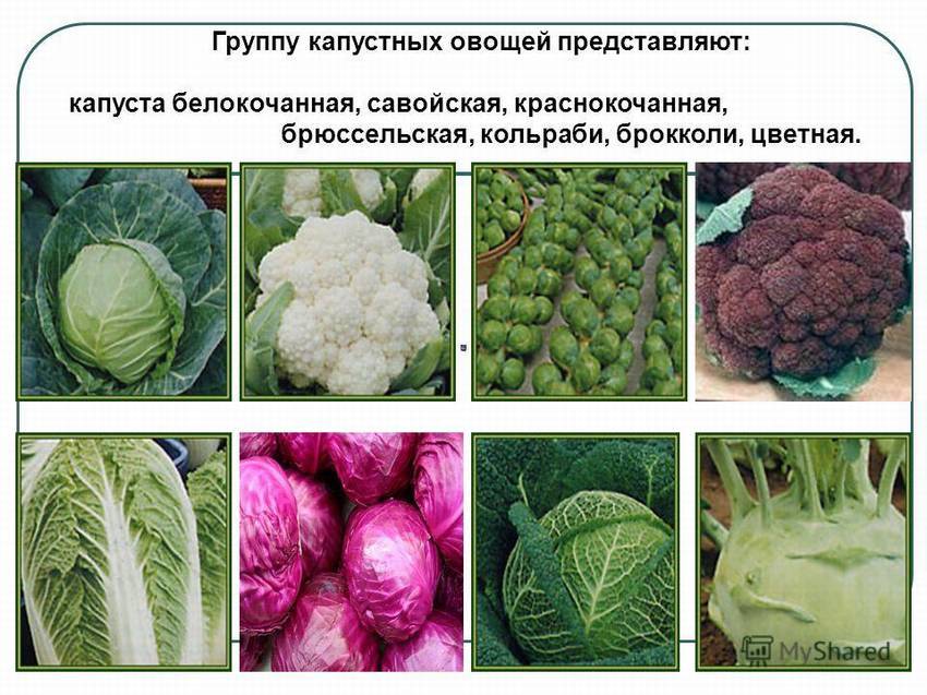Виды и сорта капусты: с фото и описанием