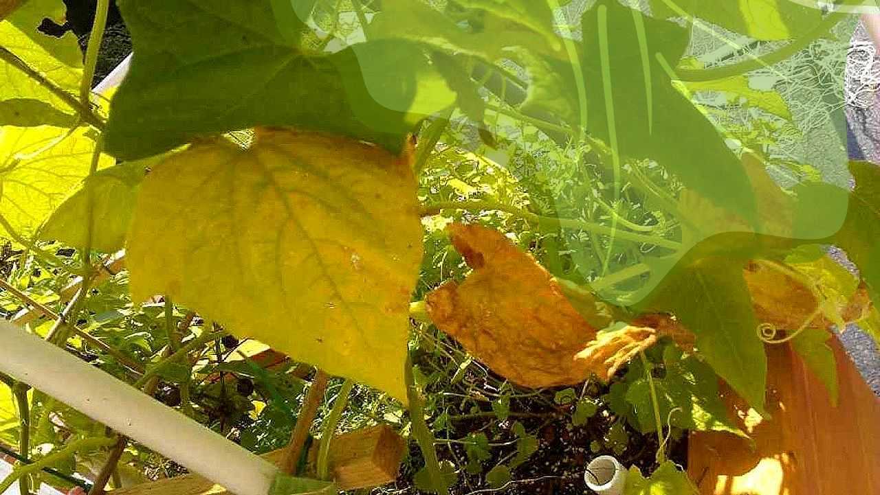 Почему у тыквы начали желтеть листья и что с этим делать, методы борьбы