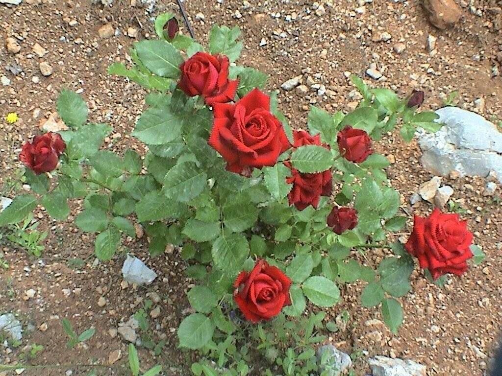 Роза «сантана»: описание, уход и особенности сорта