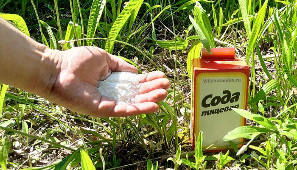 Сода в огороде - советы дачникам:  как применять от болезней и вредителей на растениях, как раскислить почву пищевой содой