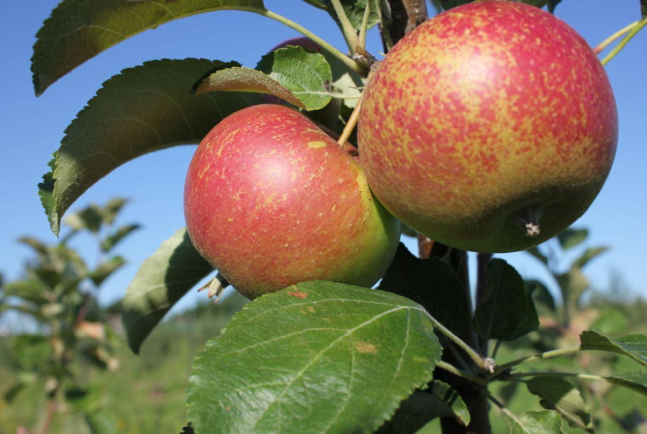 Летние, осенние, зимние сорта яблонь для средней полосы россии с фото и описанием