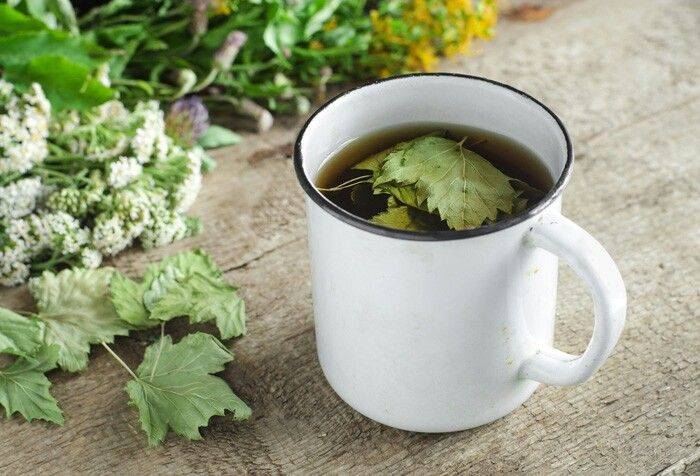Чай из листьев черной смородины: рецепты заготовки и приготовления
