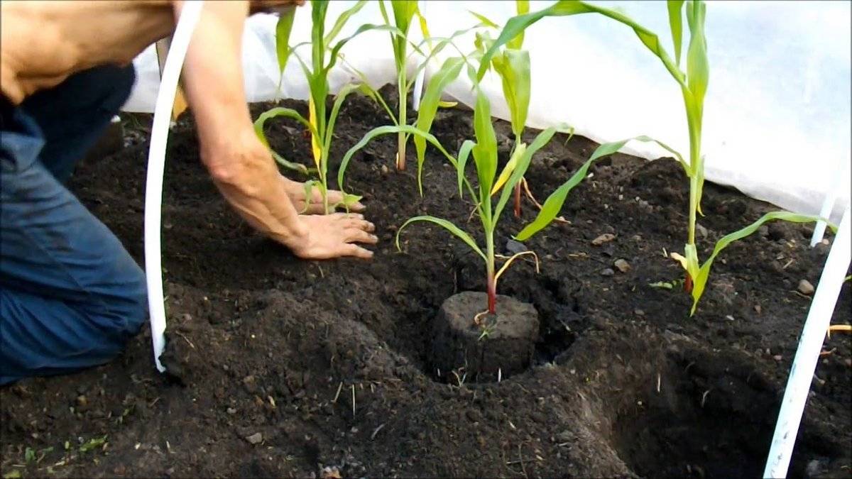 Посев кукурузы в 2021 году: когда сажать, благоприятные дни, выращивание и уход