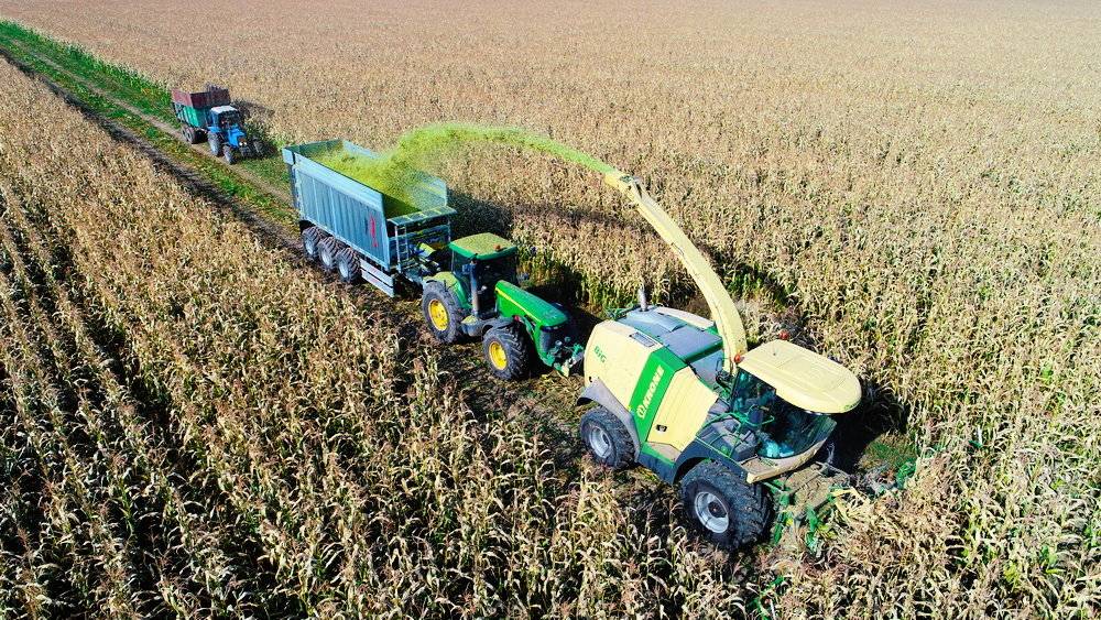 Уборка кукурузы на зерно с полей в початках: правила и сроки сбора