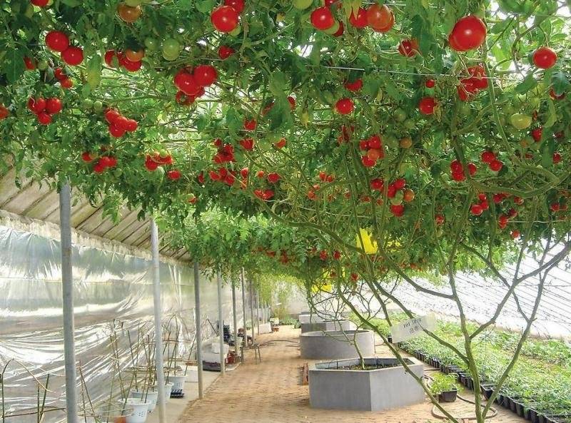 Уникальное томатное дерево: фото, особенности выращивания