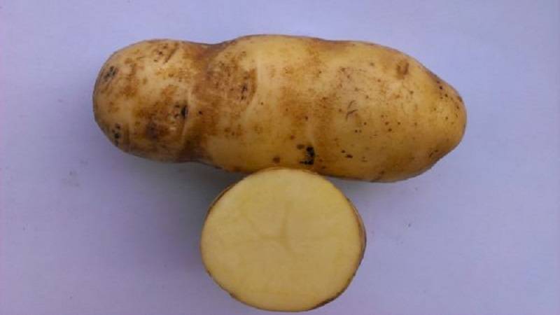 Сорт картофеля наташа: характеристики, описание сорта, отзывы