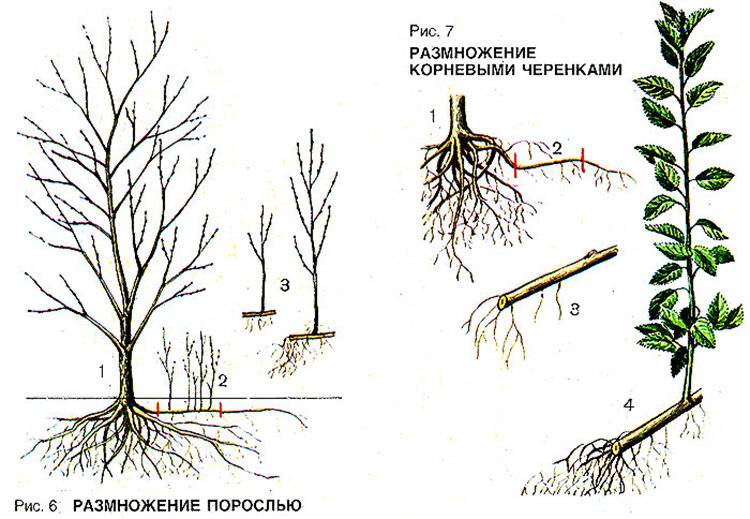 Как вырастить черешню из косточки дома? :: syl.ru