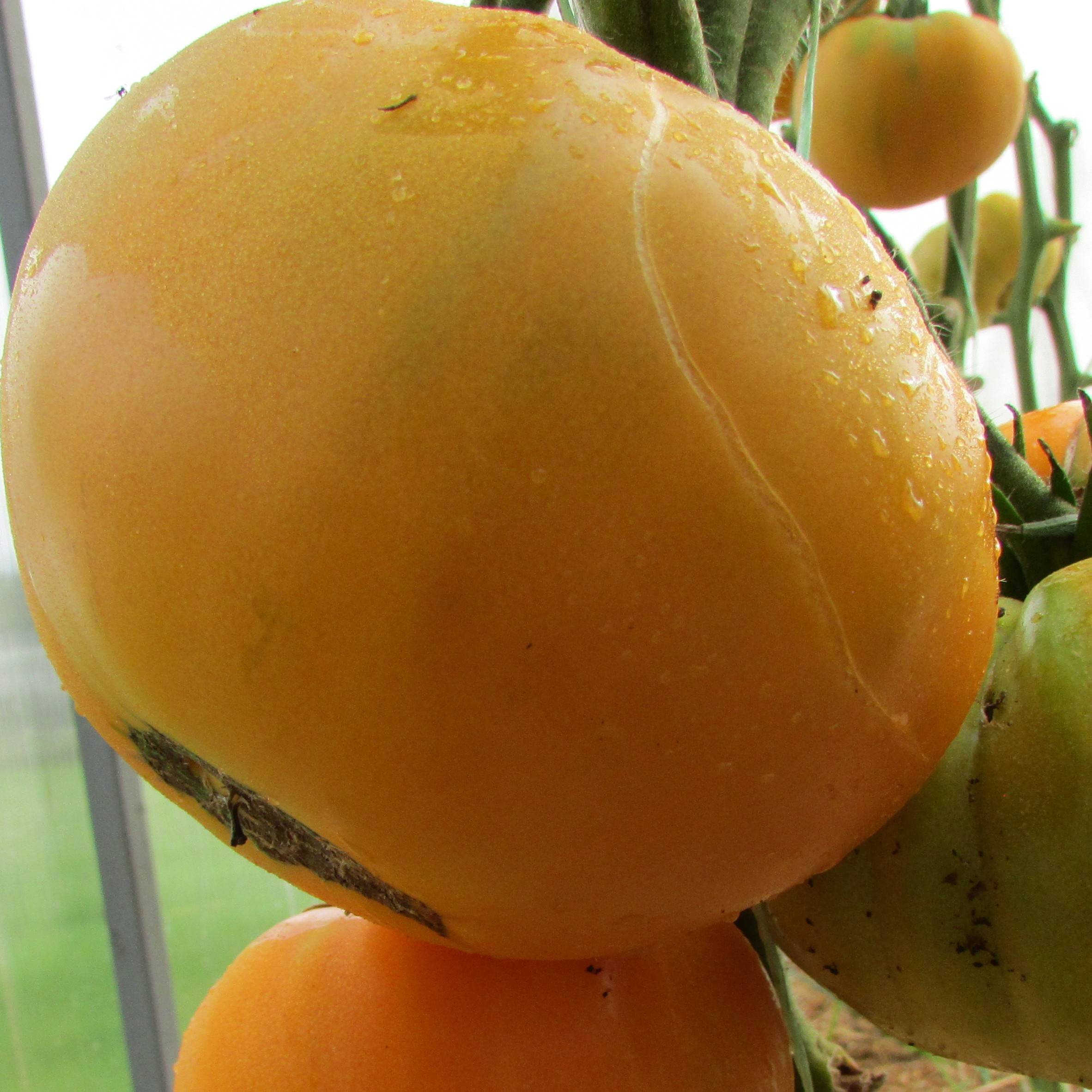 Томат гавайский ананас: отзывы об урожайности и фото помидоров, характеристика и описание сорта