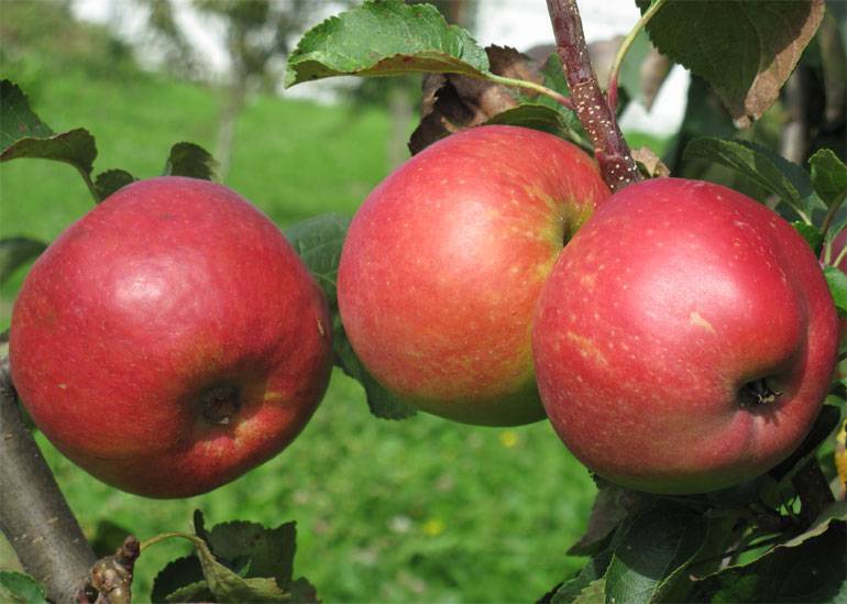 Описание сорта яблони боровинка: фото яблок, важные характеристики, урожайность с дерева