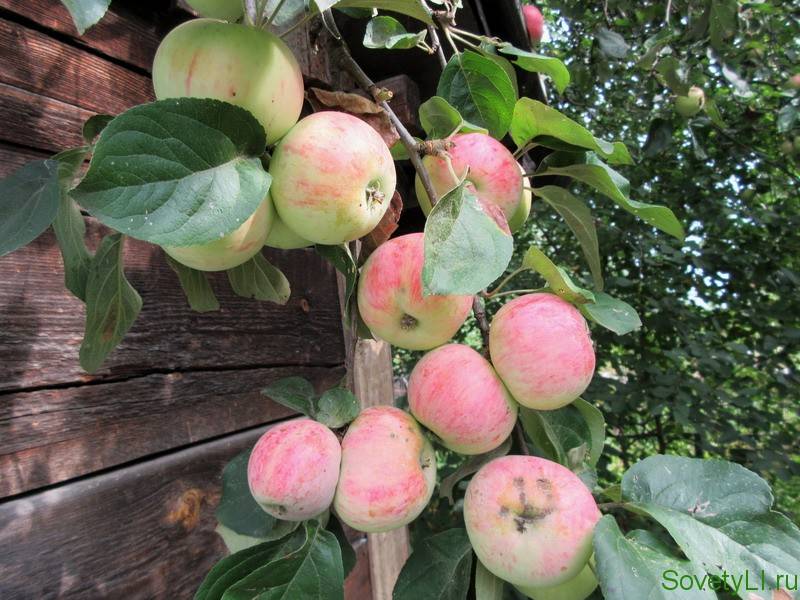 Почему не цветет яблоня – 4 главные причины отсутствия урожая