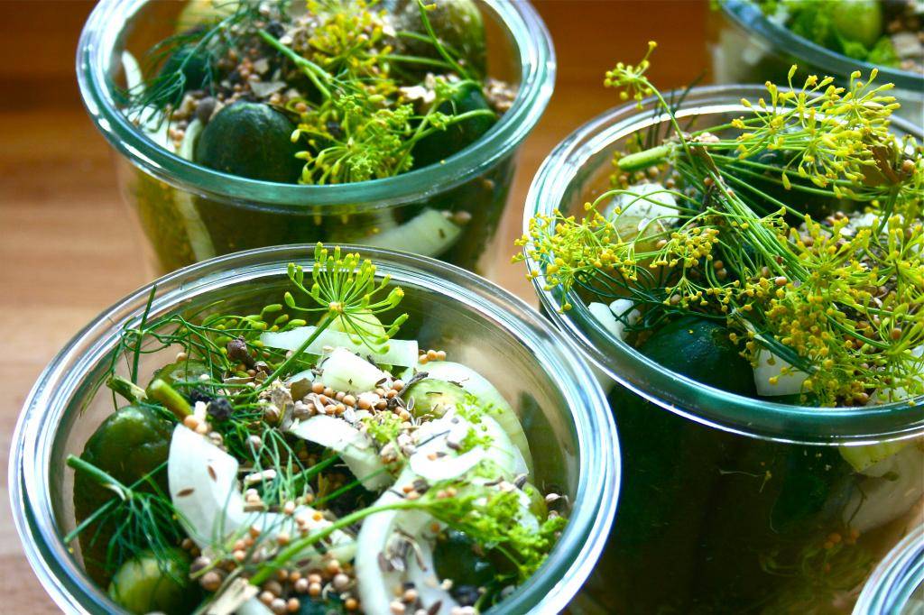 Как сохранить на зиму свежий укроп: принципы хранения свежей зелени, как хранить продукт в холодильнике