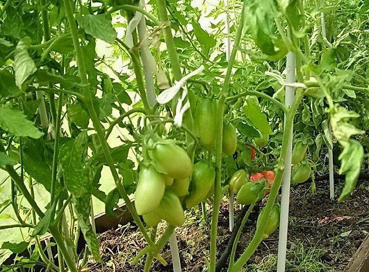 Характеристика и описание сорта помидоров каспар f1