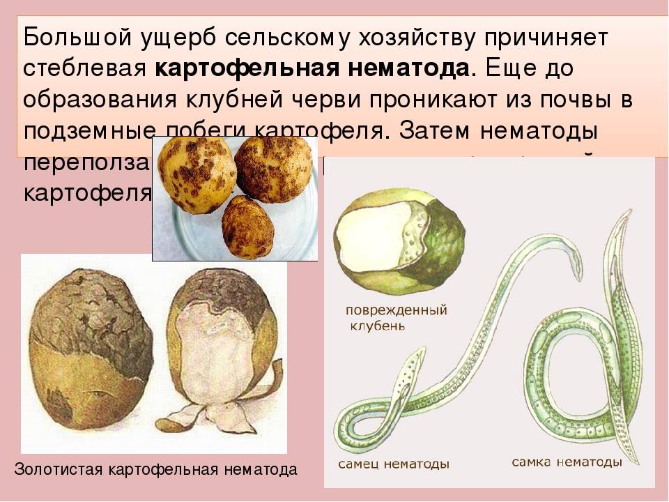Картофельная нематода, описание и меры борьбы с вредителем