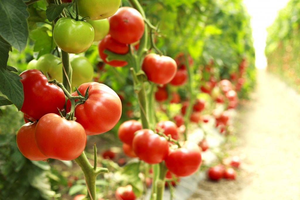 Томат бобкат f1: характеристика и описание сорта, отзывы овощеводов, фото кустов и выросших помидоров