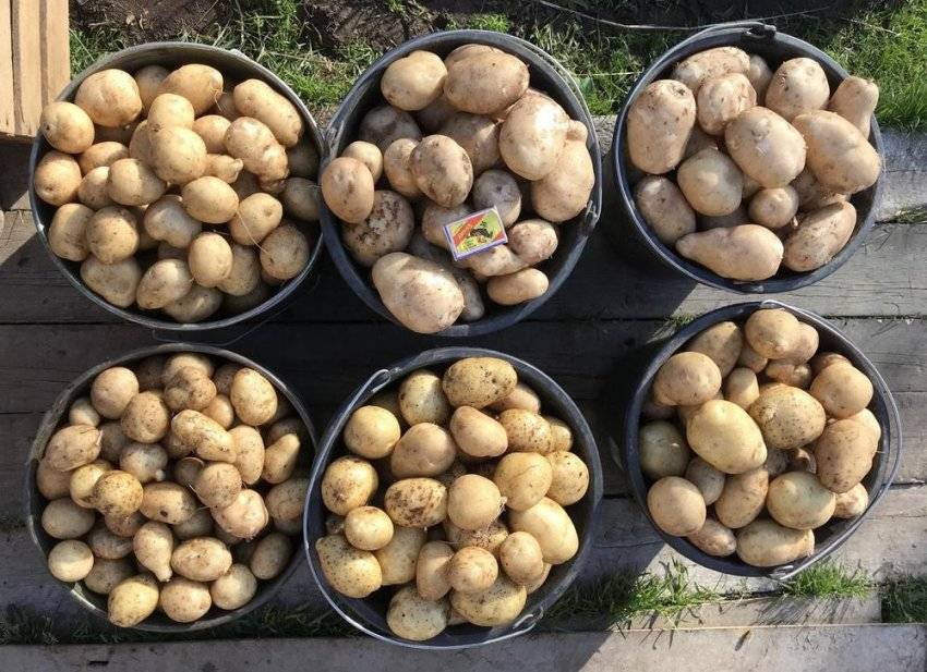 Характеристика картофеля сорт чародей