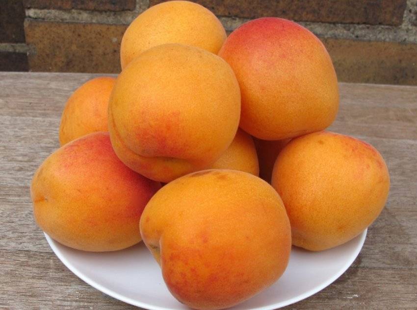 Характеристики сорта абрикосов десертный, описание регионов выращивания и опылителей